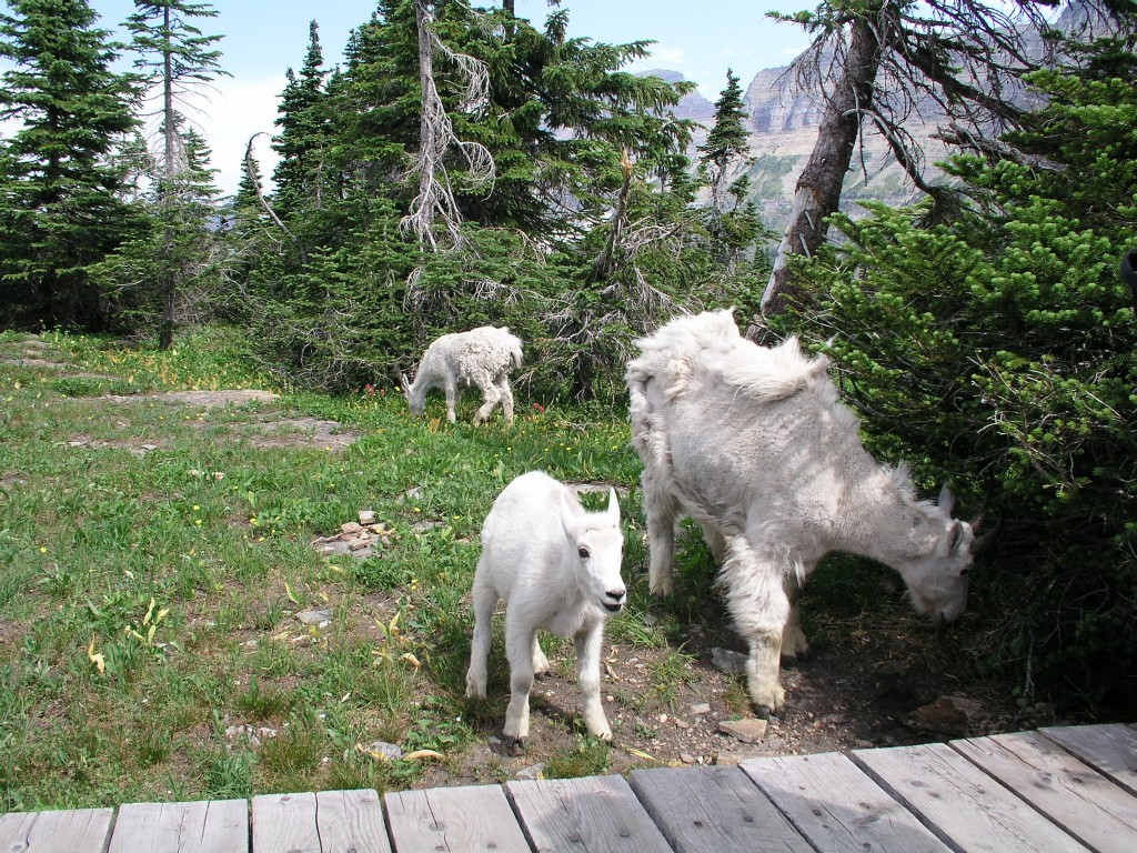 Moantain Goats Glacier National Park