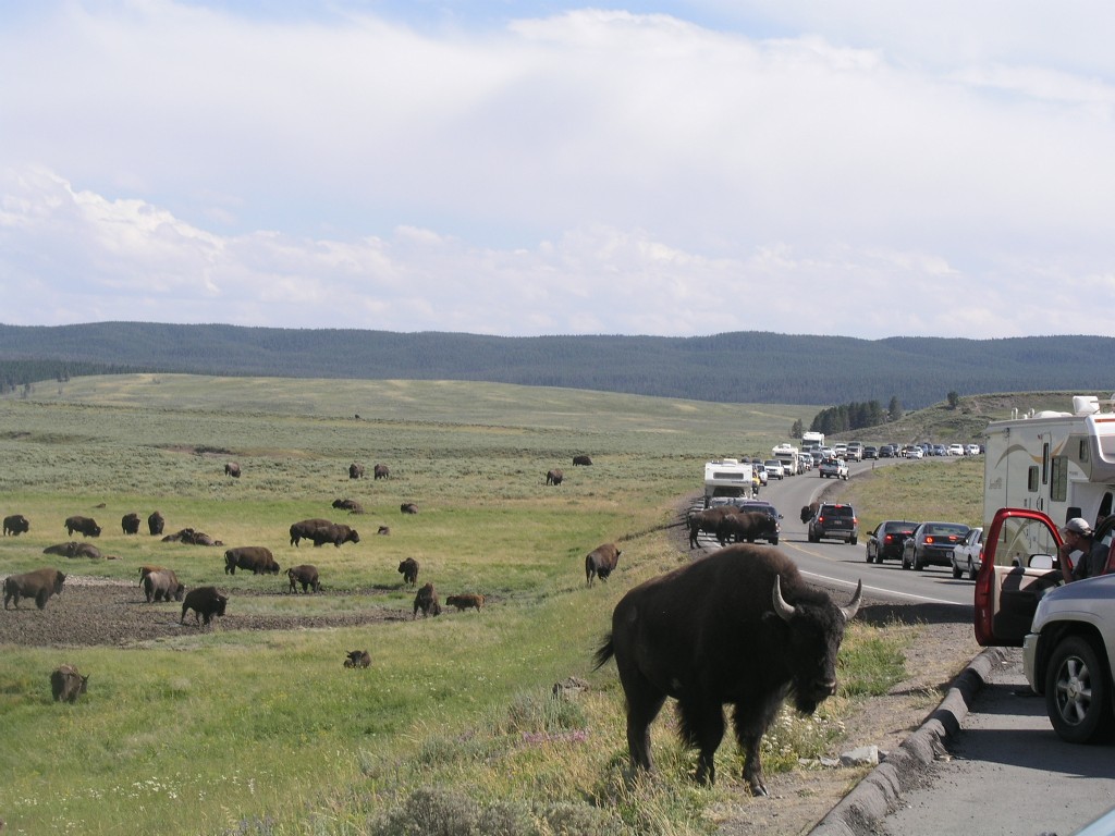 bison jam yellowstone