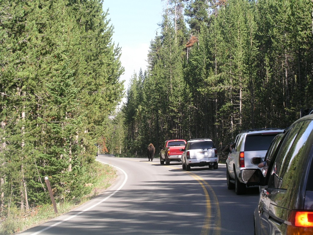 bison jam yellowstone