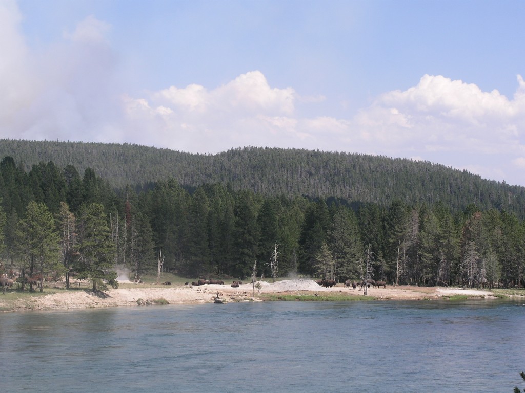 Bison and Yellowstone River