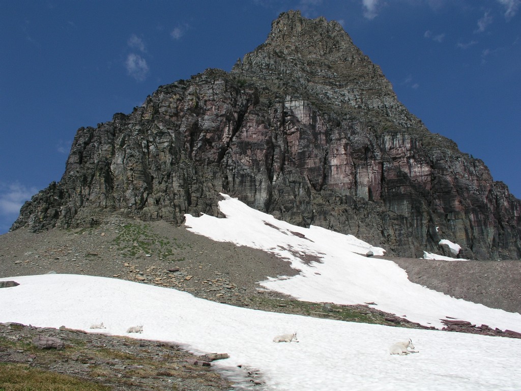 Clements Mountain Goats