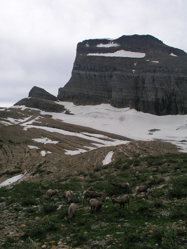 Bighorn Sheep and Grinell Glacier