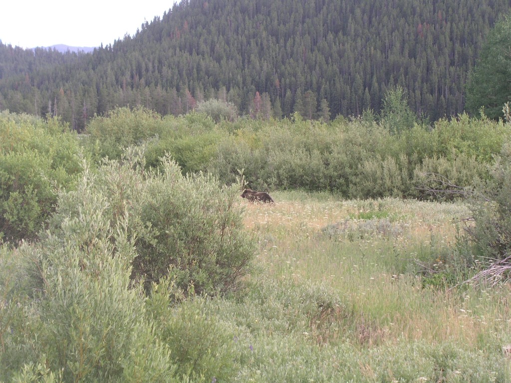 grizzly bear grand teton national park oxbow bend