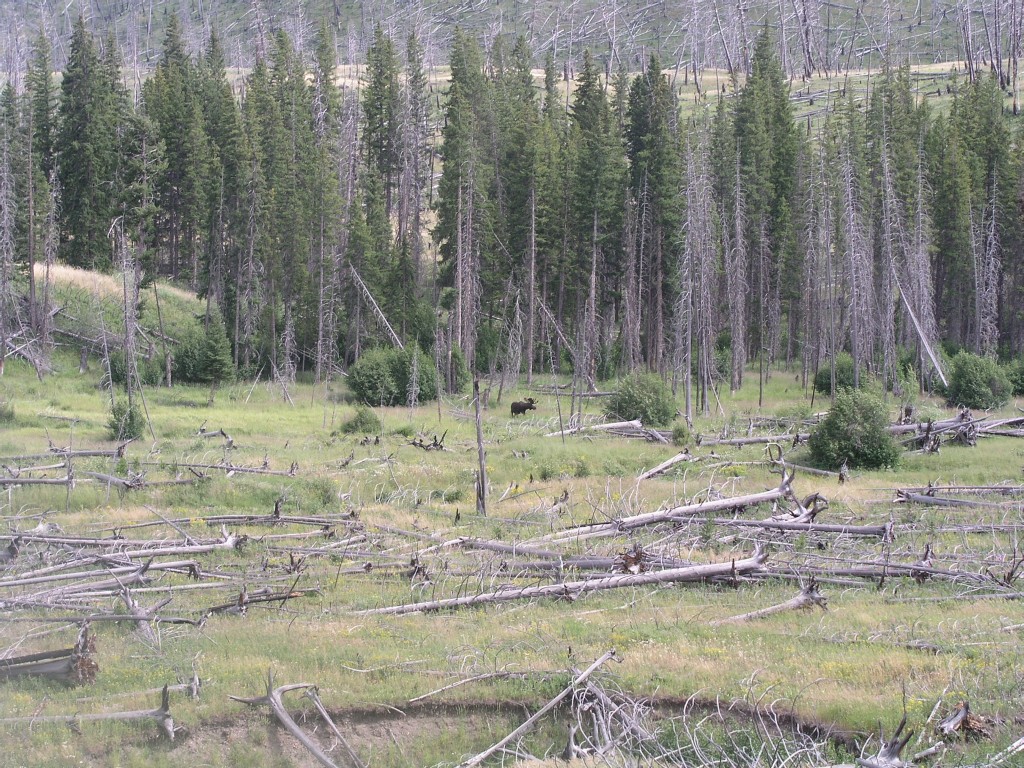moose in yellowstone