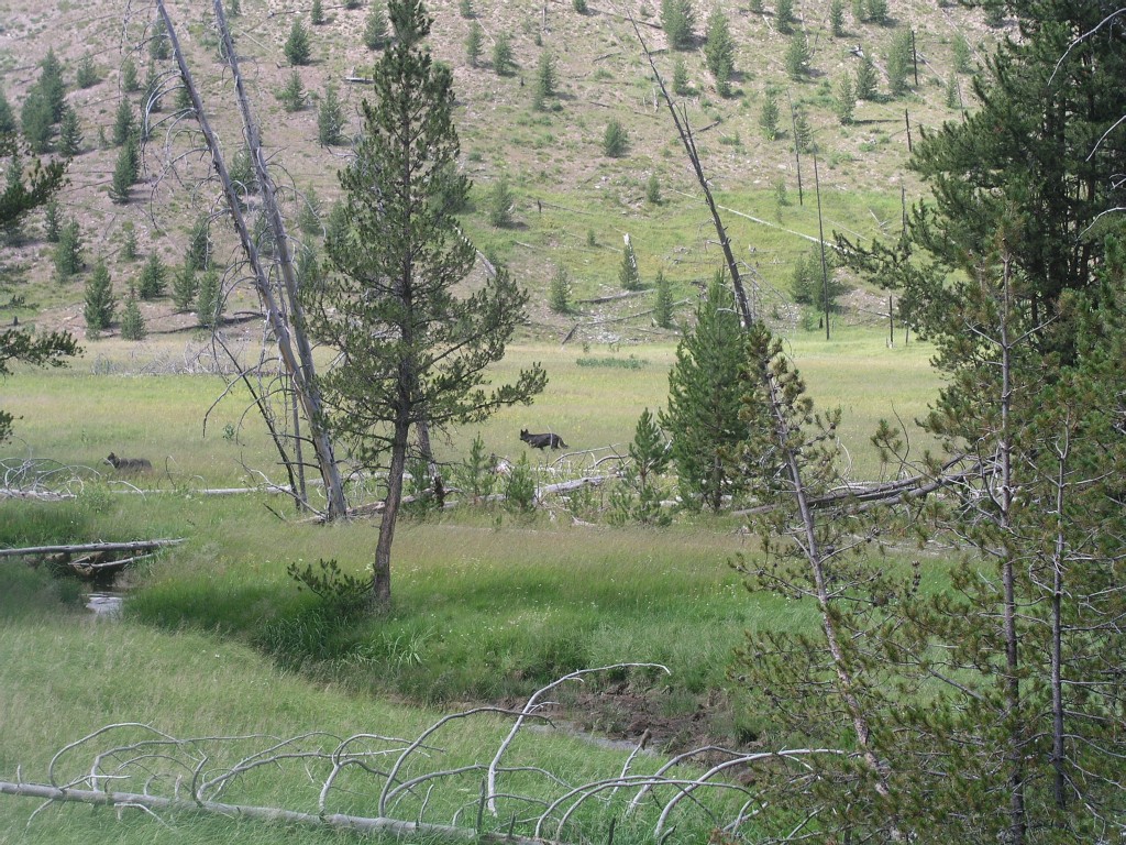 Wolves in Yellowstone