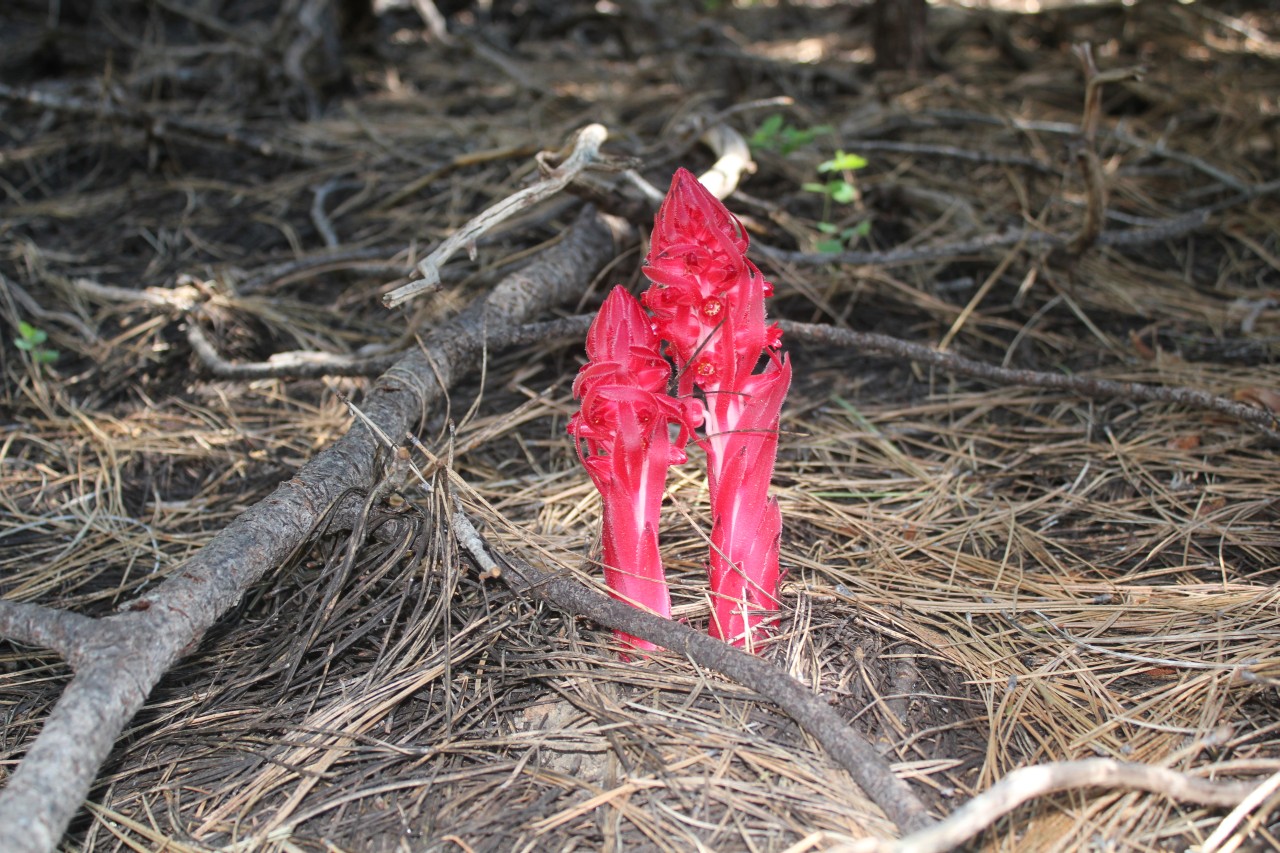 snowplant