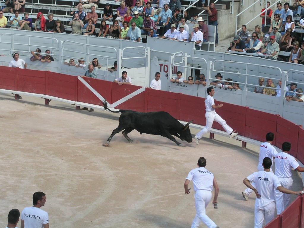 Courses Camarguaises in Arles