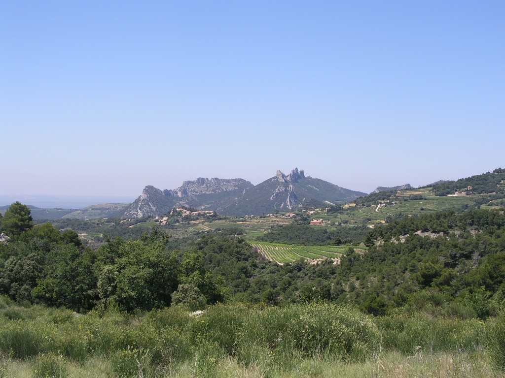 Suzette, with the Dentelles de Montmirail in the background