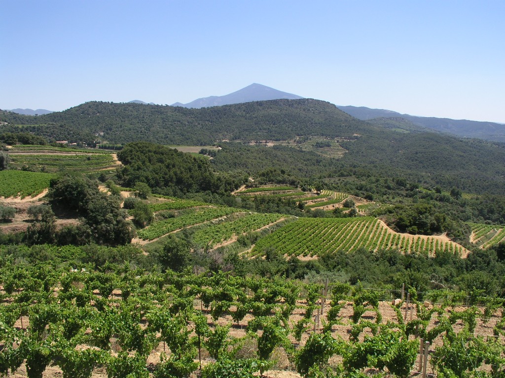 Vineyards in Suzette, with Mont Ventoux in the background